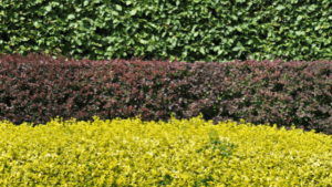 Berberitze Hecke