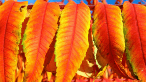 Essigbaum
